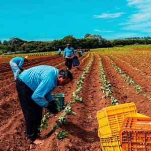 Outono: conheça as frutas, verduras e legumes da estação