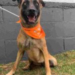 Pets têm entrada liberada em parques e praças esportivas de Campinas