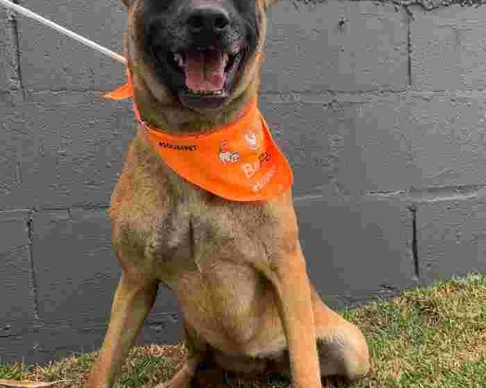 Um dos caes que estara na feira em busca de um novo lar Arquivo PMC