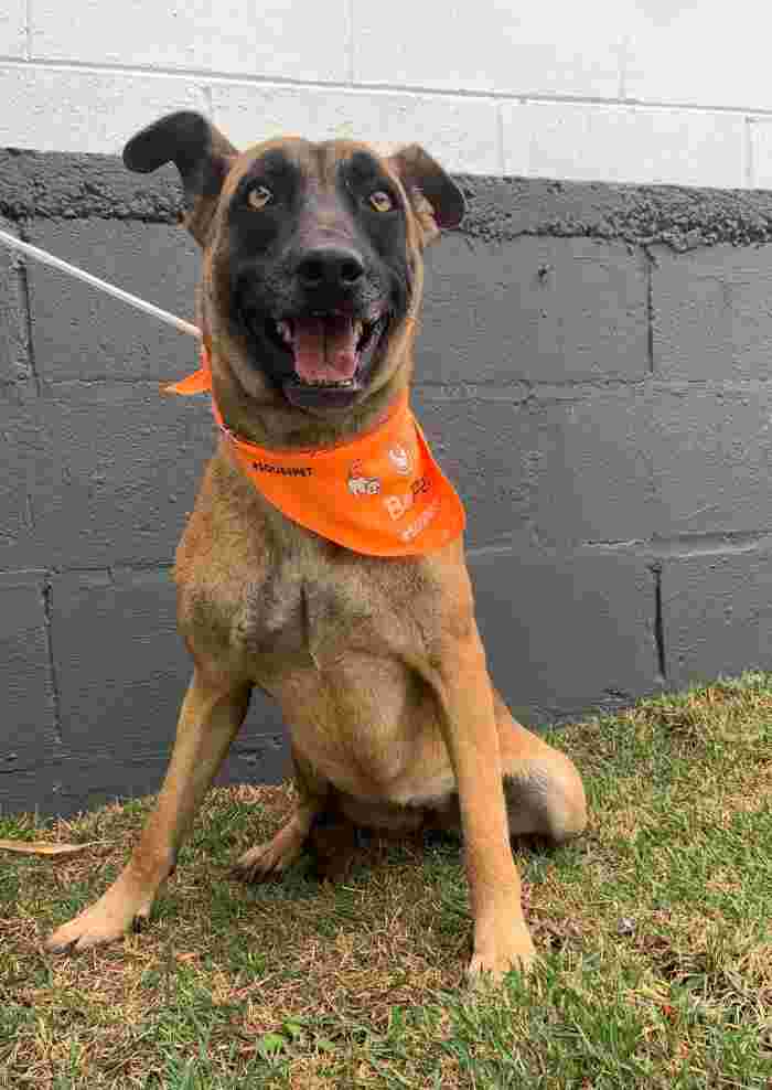 Pets têm entrada liberada em parques e praças esportivas de Campinas