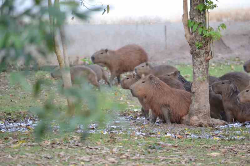 Prefeitura de Campinas já esterilizou 29 capivaras que vivem na Lagoa do Taquaral