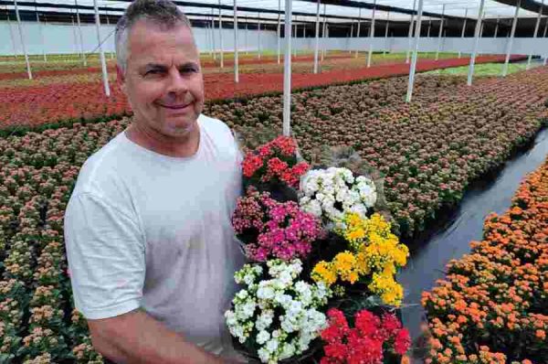 Venda de flores para Finados aumenta 6% e crescem novas formas de homenagens