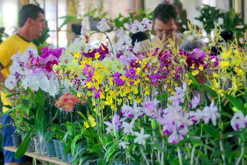 Bosque dos Jequitibás recebe em maio o Festival de Orquídeas e Suculentas