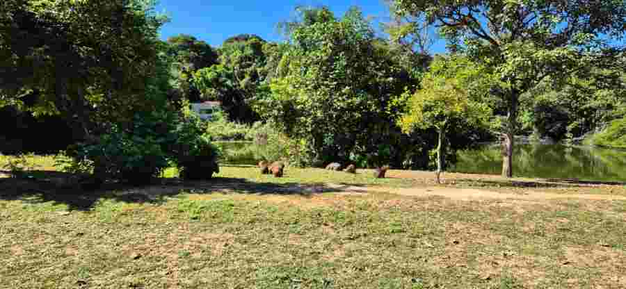 Prefeitura de Campinas inicia processo de esterilização das capivaras que vivem no Lago do Café