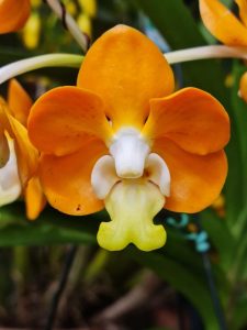 Campinas recebe a 26ª Exposição Nacional de Orquídeas de 21 a 23 de novembro 1 orquidea1 Divulgacao