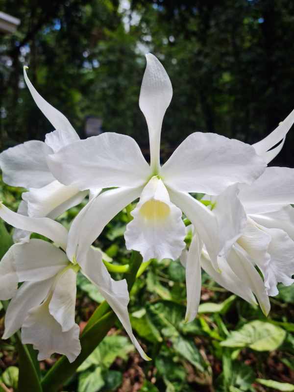 Campinas recebe a 26ª Exposição Nacional de Orquídeas de 21 a 23 de novembro