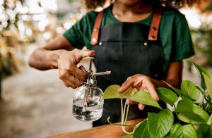 Vinagre de maçã se destaca como aliado no cuidado de plantas e jardins durante o verão 1 Vinagre de maca tem poder antibactericida shakures