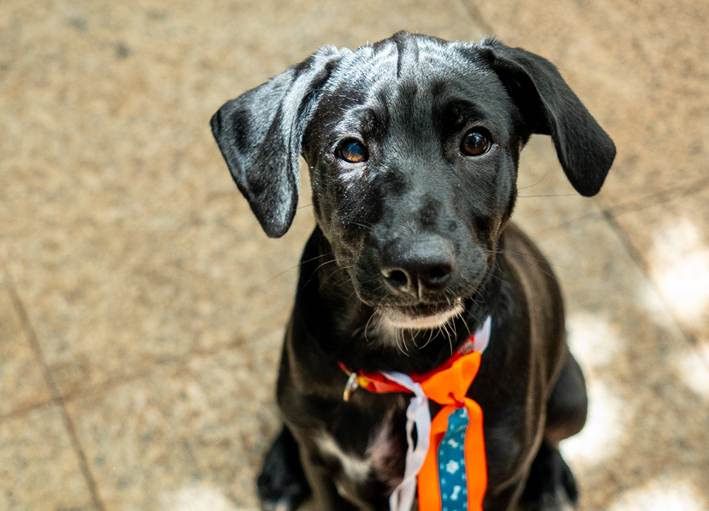 Feira de Adoção Pet no Parque Dom Pedro tem nova edição no sábado, 28