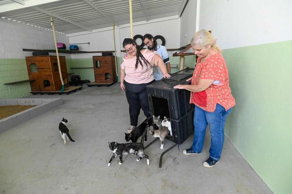 Prefeitura de Campinas abre 600 vagas para castração e microchipagem gratuitas