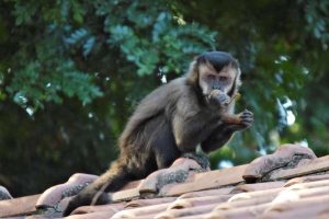 Mutirão orienta moradores sobre convivência com fauna na Mata de Santa Genebra 1 Mutirao promove a convivencia harmoniosa entre a populacao e os animais Divulgacao PMC