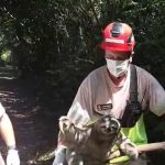 Preguiça resgatado na Rodovia dos Bandeirantes é devolvido ao seu habitat natural
