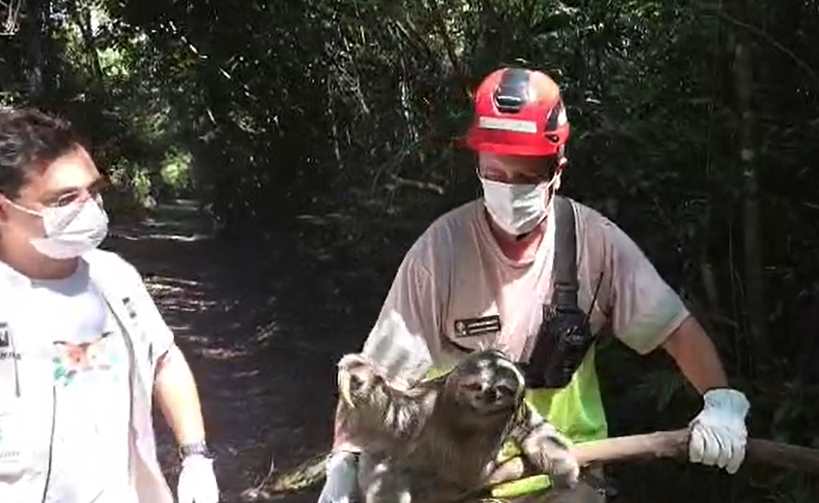 Resgate de preguica Divulgacao