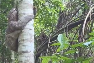 Soltura preguica Divulgacao