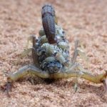 Casos de acidentes com escorpiões acendem alerta na redução de riscos