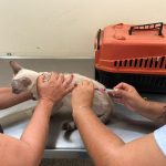 Vacinação antes do frio ajuda a proteger cães e gatos contra gripe