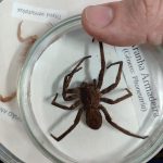 Mata de Santa Genebra promove ação sobre animais peçonhentos no sábado, 9