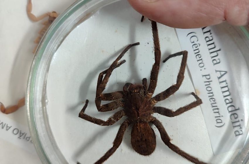 Animais peconhentos sao temas de acao divulgacao