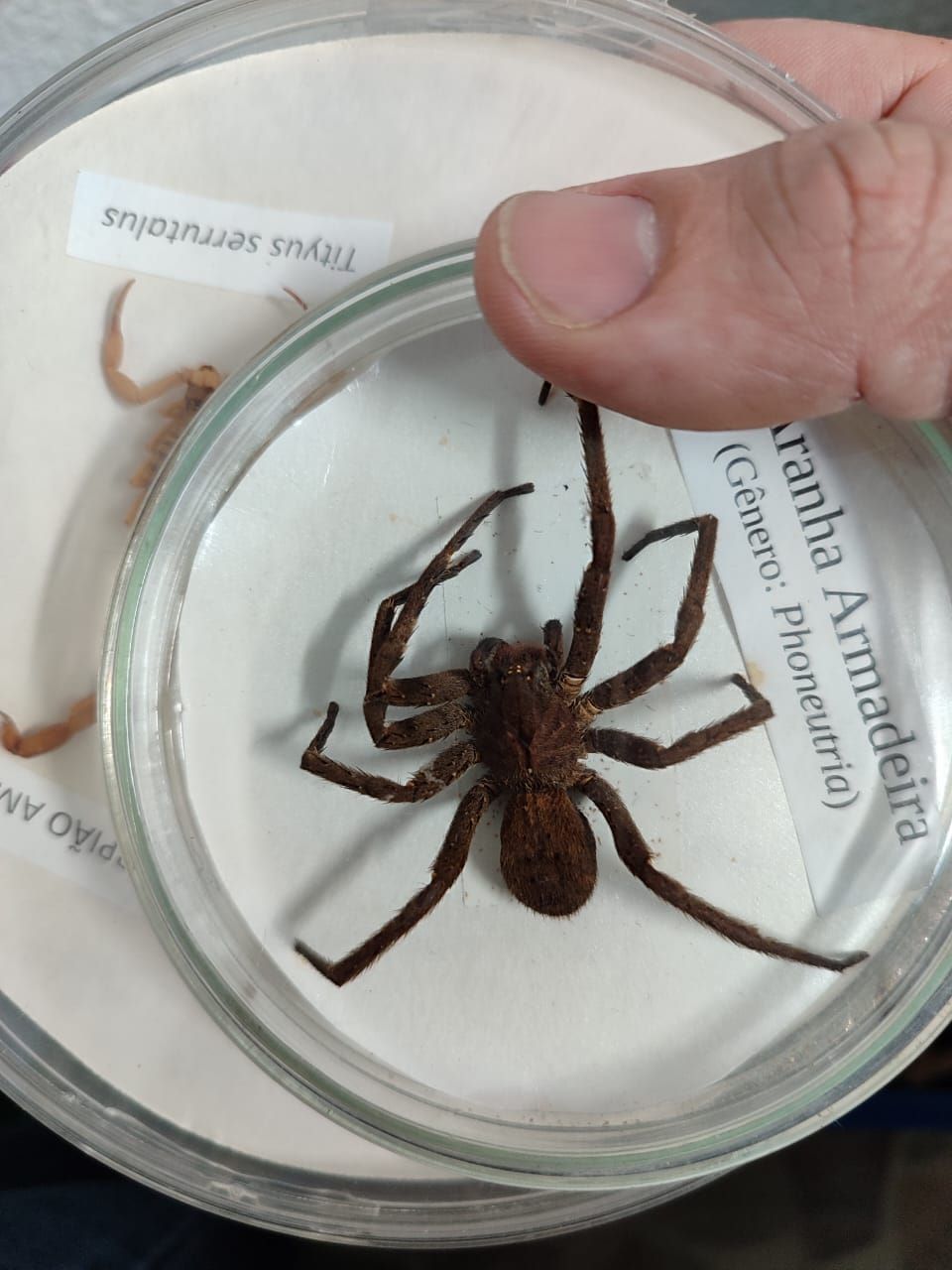 Mata de Santa Genebra promove ação sobre animais peçonhentos no sábado, 9