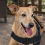 Famílias multiespécies impulsionam feiras de adoção de pets
