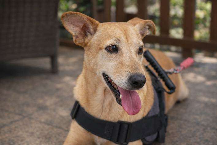 Famílias multiespécies impulsionam feiras de adoção de pets