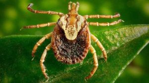 Carrapato transmissor da febre maculosa Divulgacao