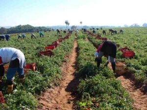 Agricultores buscam estrategias para enfrentar a falta de trabalhadores Divulgacao Embrapa