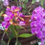 Festival de Orquídeas volta a Campinas com mais de 7 mil plantas em exposição