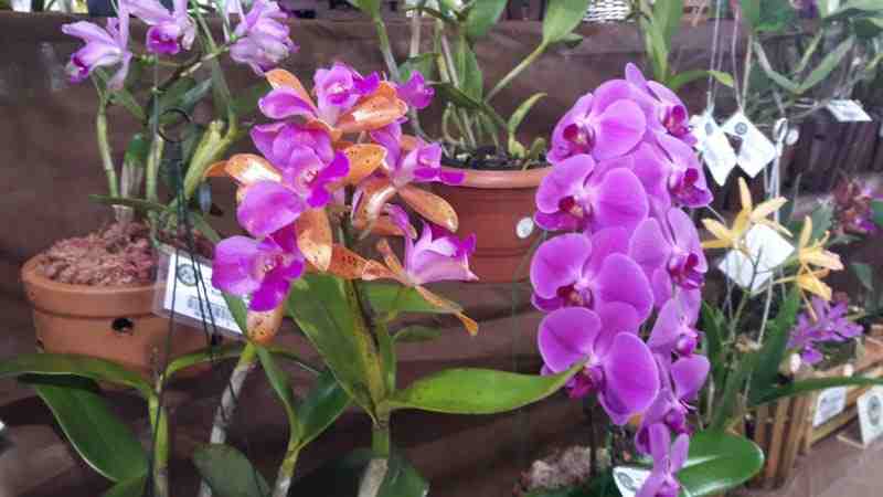 Festival de Orquideas de 7 a 9 de agosto em Campinas Foto Divulgacao
