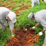 Falta de mão de obra preocupa 93,3% dos produtores de hortifrútis