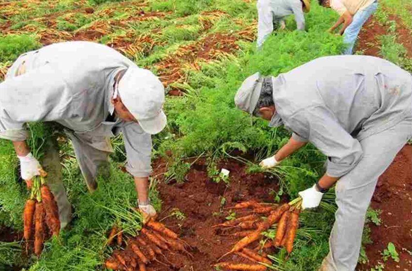 Mao de obra e cada vez mais dificil na agricultura Divulgacao Embrapa