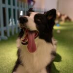 Pet Day no Galleria Shopping promove encontro dedicado aos Border Collies