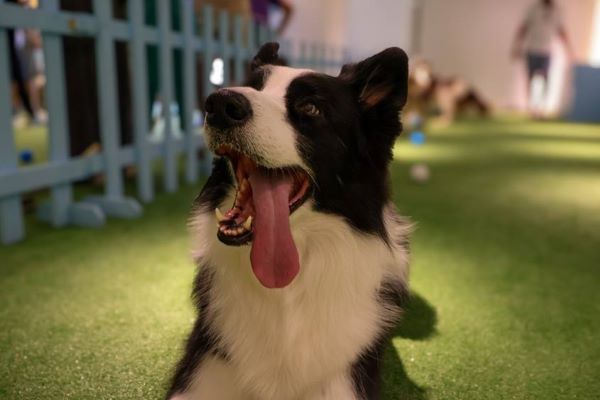 Pet Day no Galleria Shopping promove encontro dedicado aos Border Collies