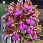 27ª Exposição Nacional de Orquídeas será de 20 a 22 de novembro em Campinas