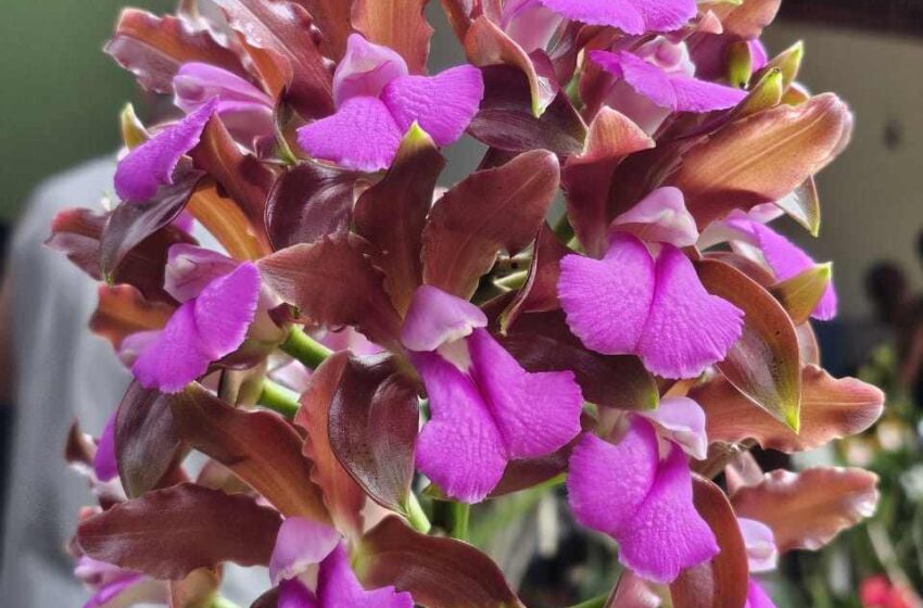 Orquideas