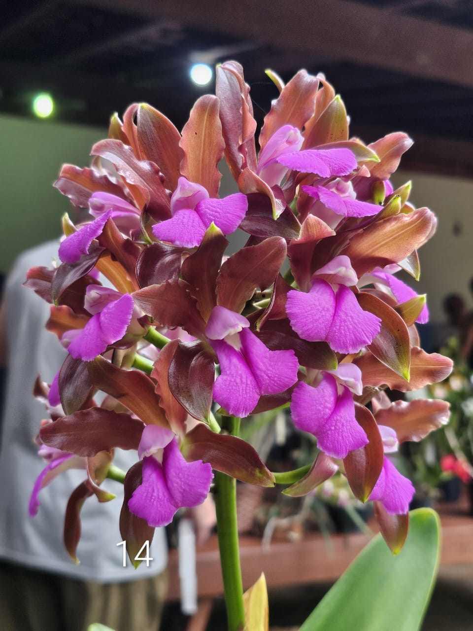 27ª Exposição Nacional de Orquídeas será de 20 a 22 de novembro em Campinas